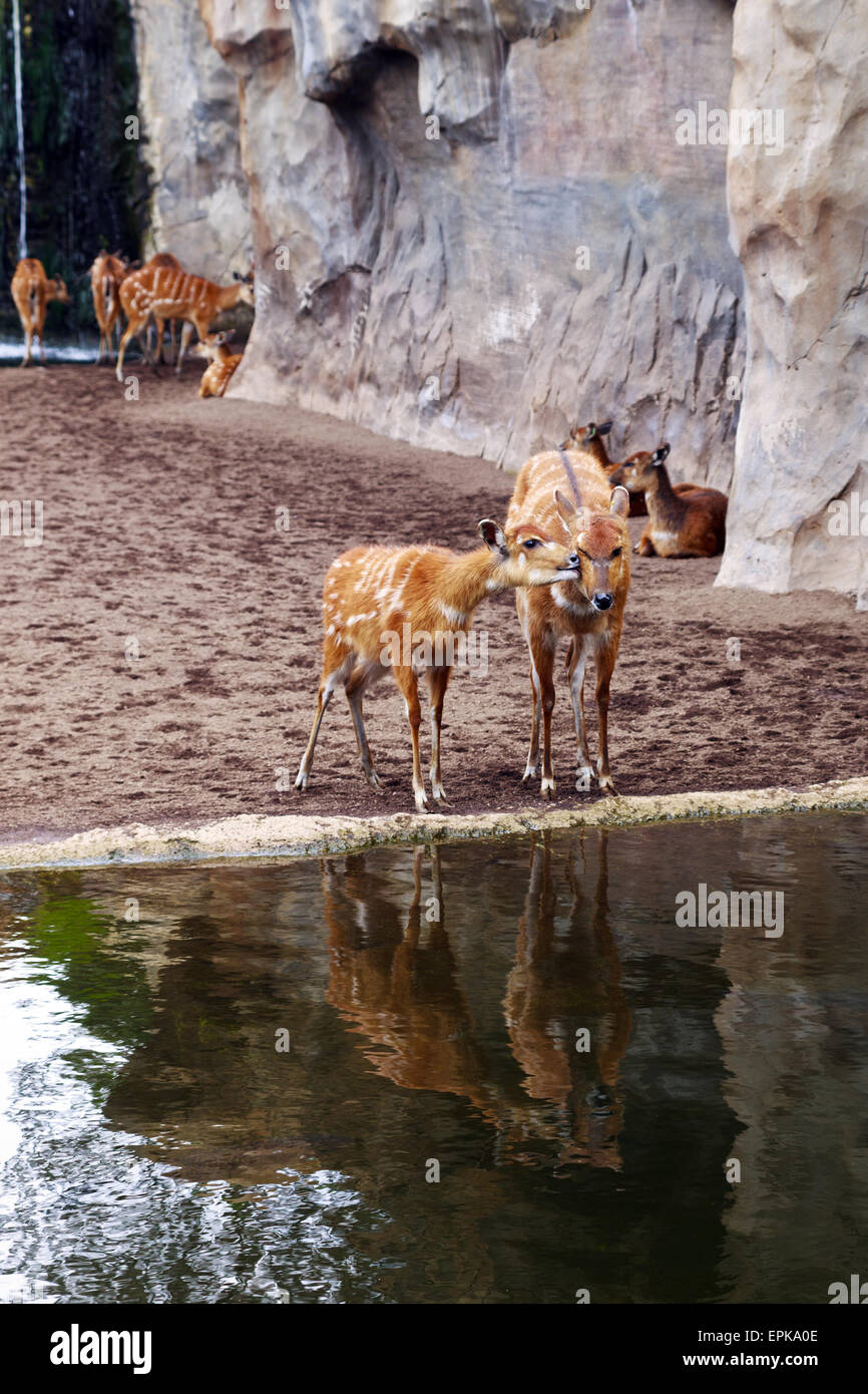 Mother Deer and Foal at waters edge at the Bioparc Valencia Stock Photo