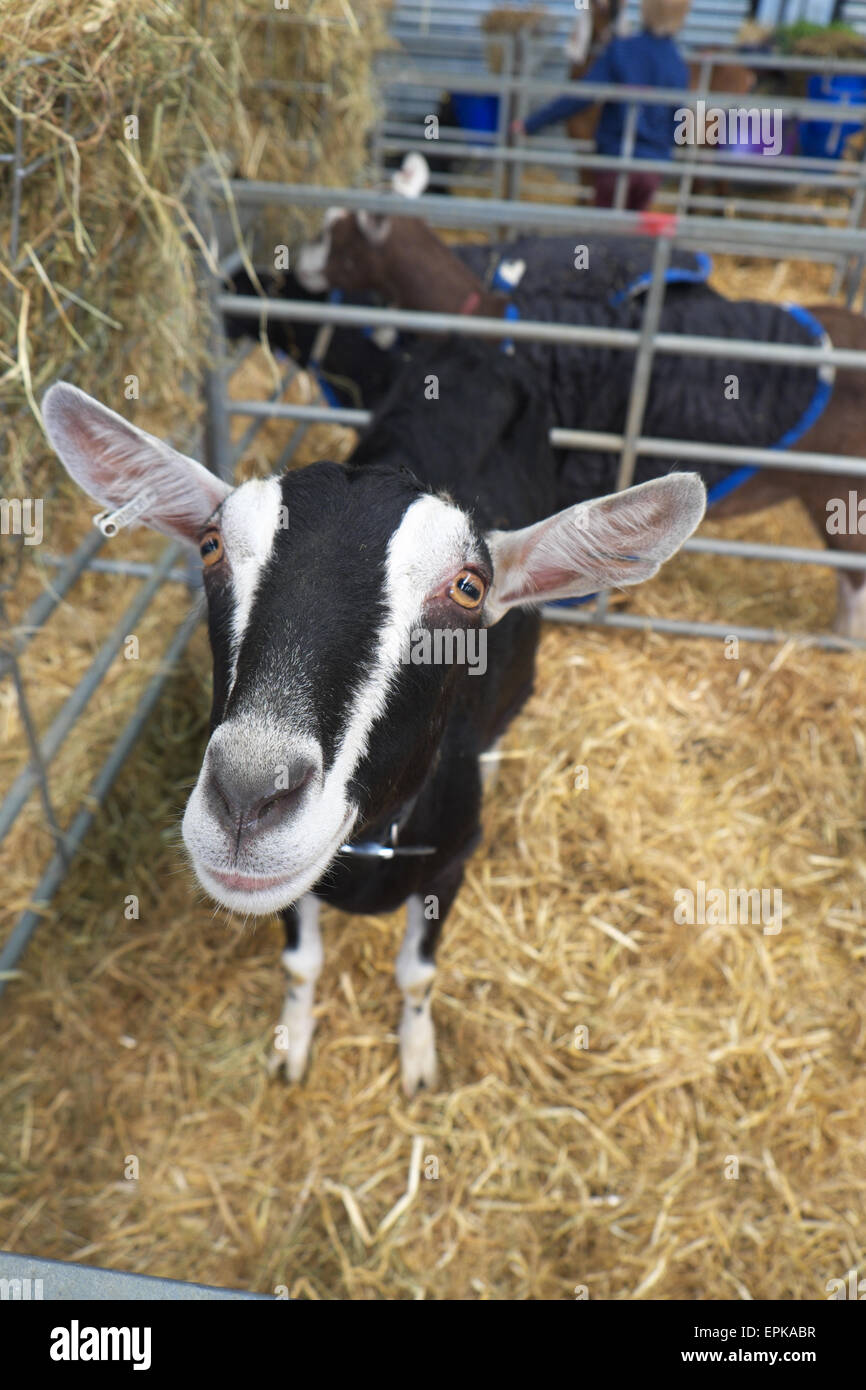 British Alpine Goat in an exhibition show holding pen with straw Stock Photo