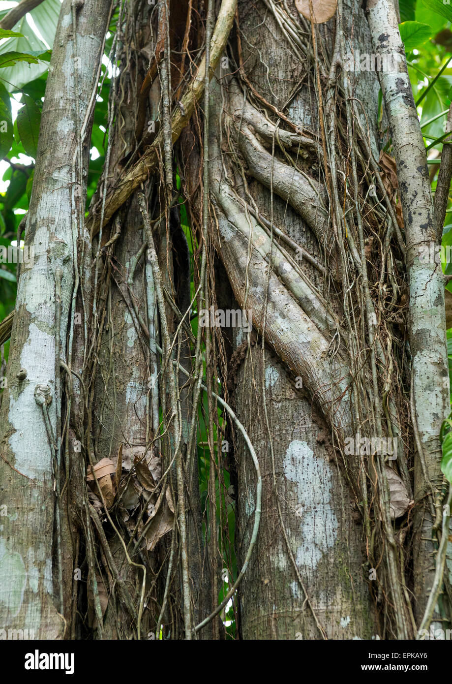 Panama, Darien Province, Filo Del Tallo, Vines Wrapped Around A Tree In Darien National Park Stock Photo