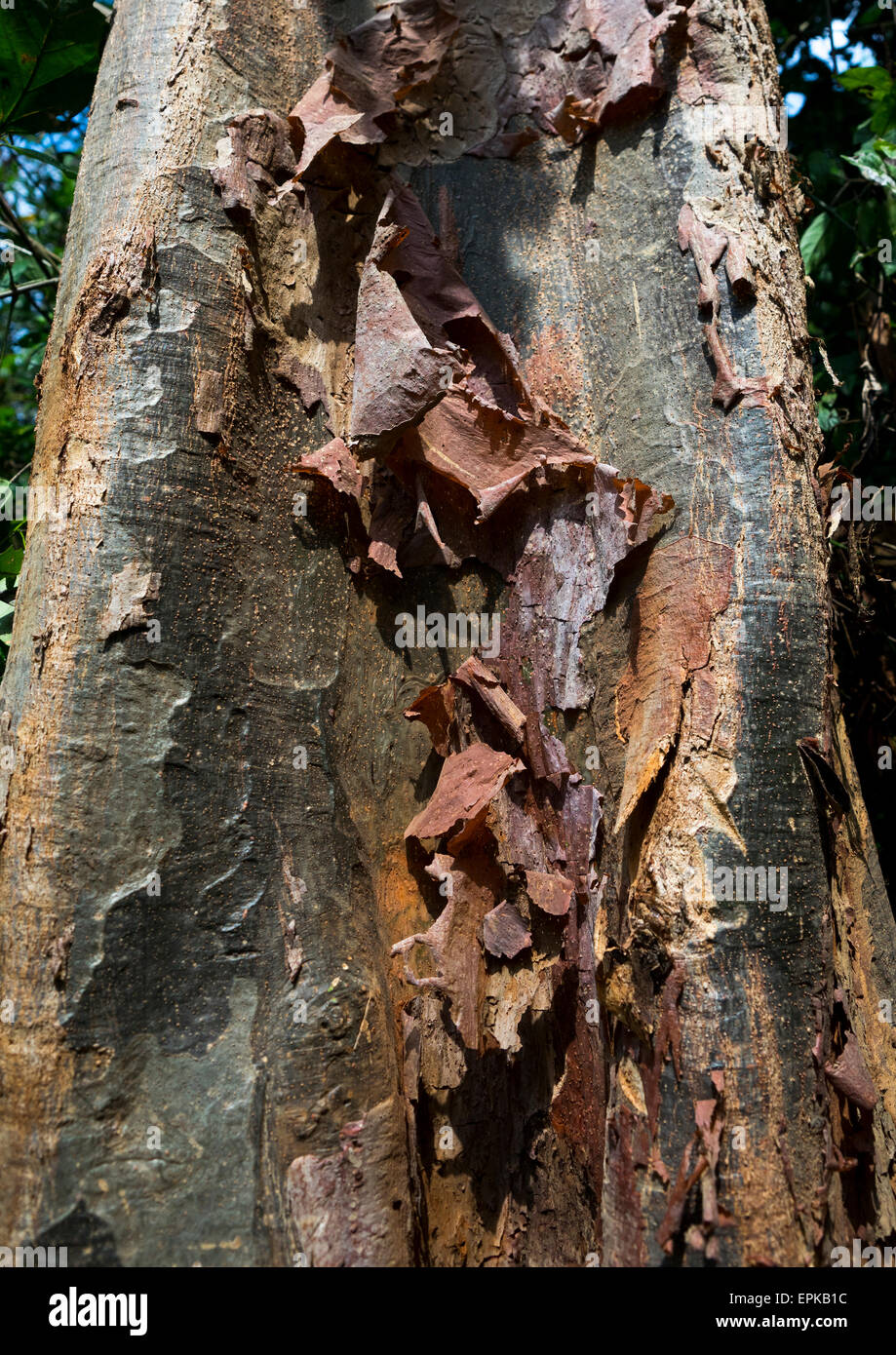 Panama, Darien Province, Filo Del Tallo, Tree Bark In Filo Del Tallo Park Used As Soap By Embera Tribe Stock Photo