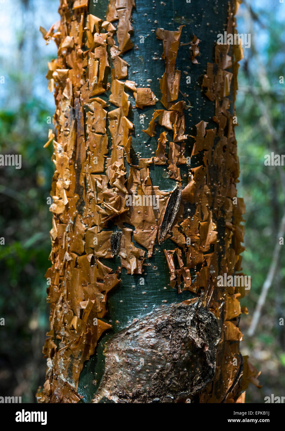 Panama, Darien Province, Filo Del Tallo, Tree Bark In Filo Del Tallo Park Used As Soap By Embera Tribe Stock Photo