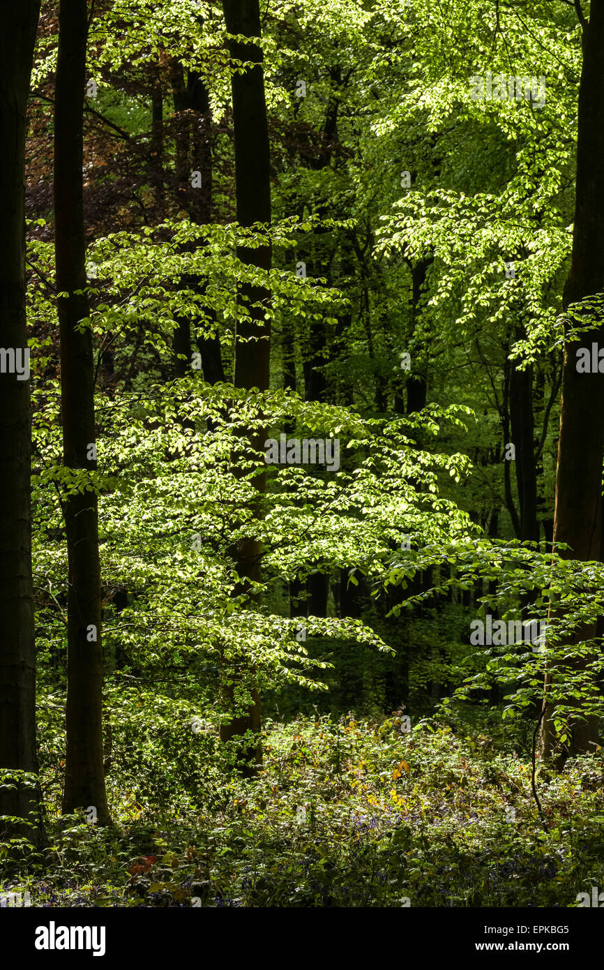 Beech trees in springtime hi-res stock photography and images - Alamy