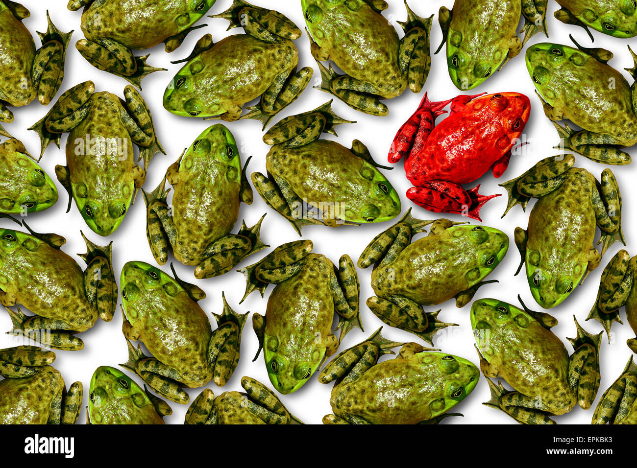 Individuality concept as a group of green frogs with one individual red frog as a business symbol for leadership and independent thinking and attitude as a different nonconformist rebel thinker. Stock Photo