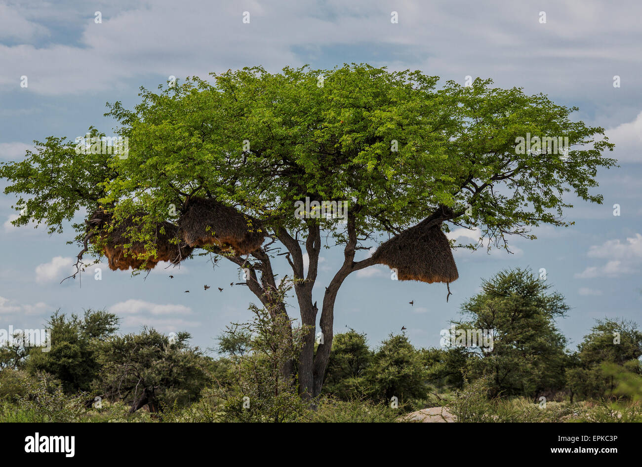Sociable Weaver Bird nests (Philetairus socius) in Acacia Trees, Etosha National Park Namibia, Africa Stock Photo