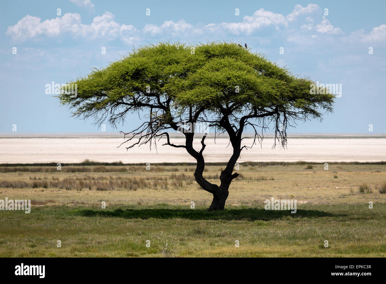 Acacia Trees, Etosha National Park, Namibia, Africa Stock Photo