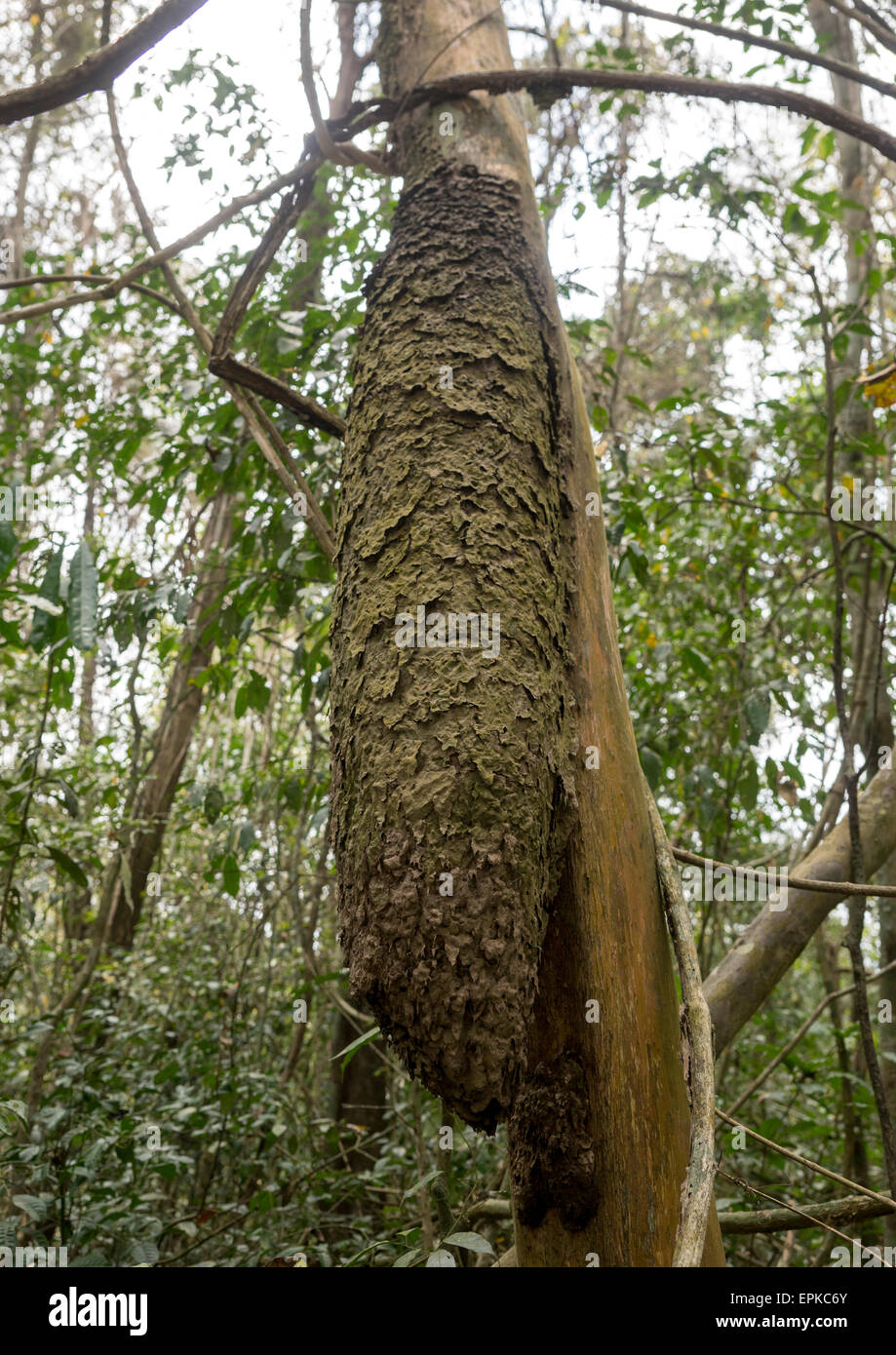 Panama, Darien Province, Filo Del Tallo, Anthill In A Tree In Filo Del Tallo Stock Photo