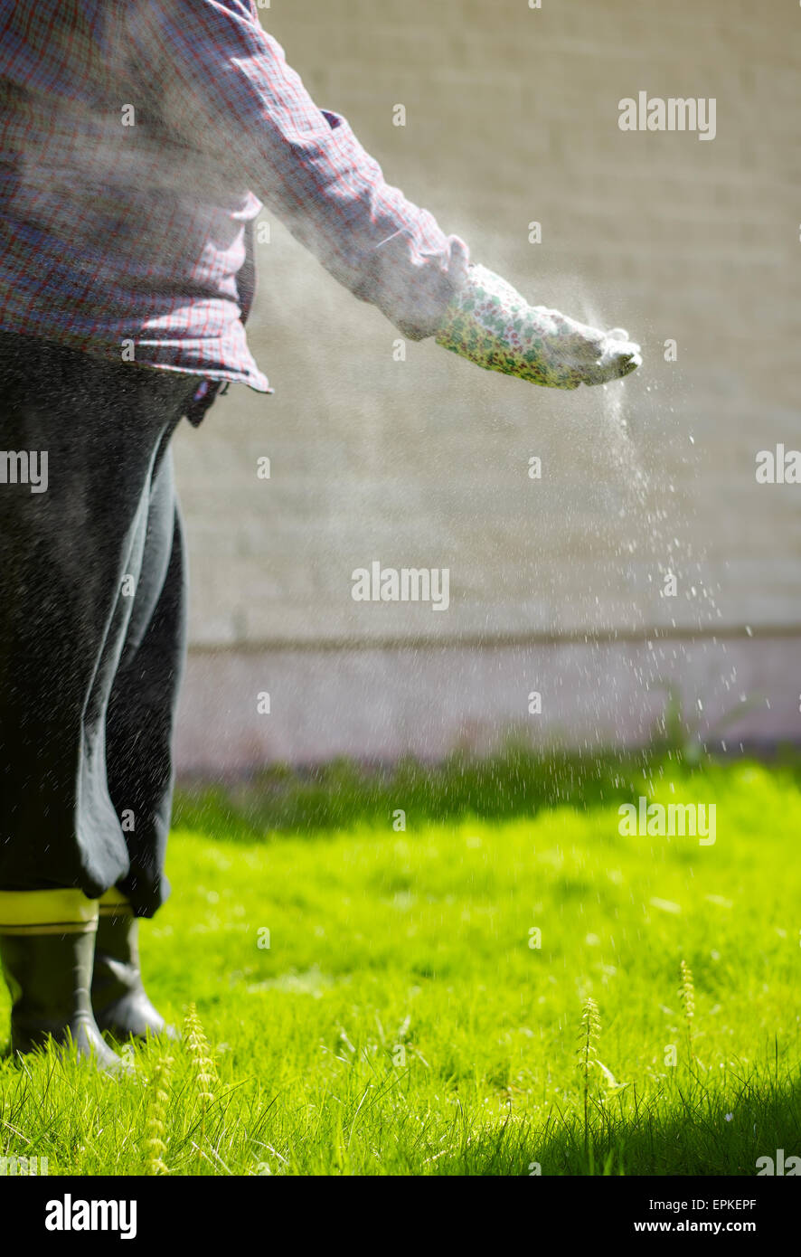 Woman take care of the lawn and fertilize Stock Photo