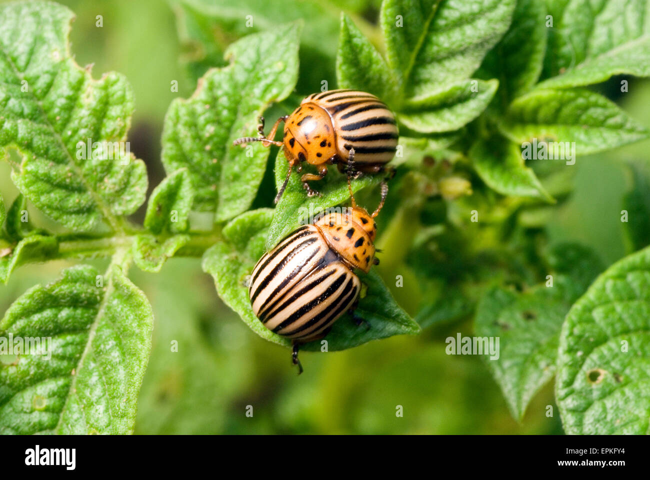 Potato Beetle (Leptinotarsa decemlineata) on Potato Plant Stock Photo