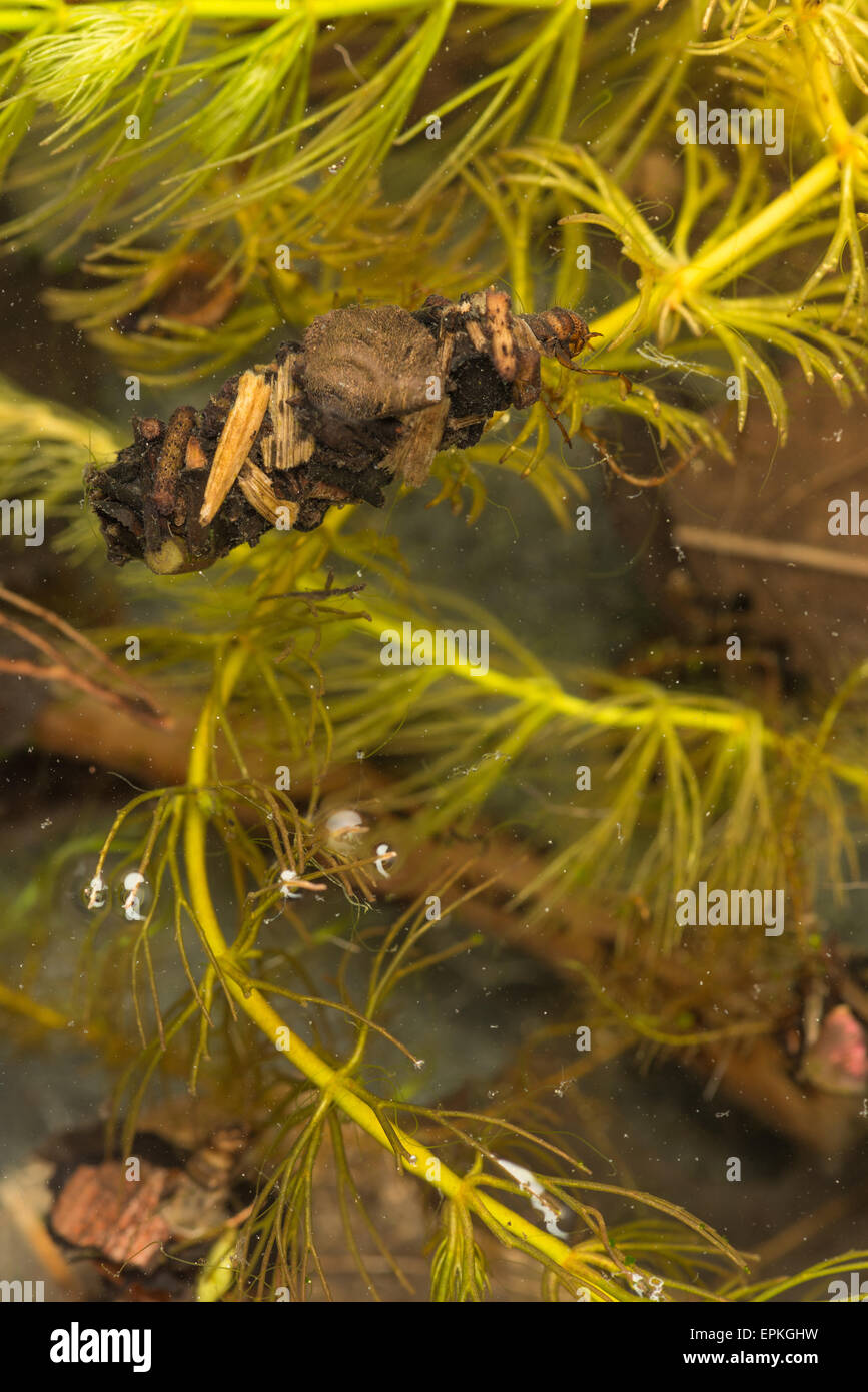 Cases of insect caddis fly made from cut leaves and organic materials so blending in with the background in still water pond Stock Photo