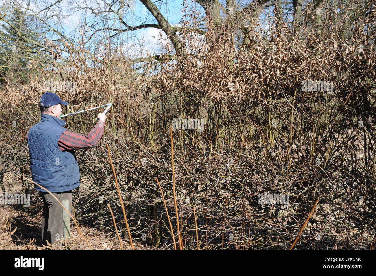 Hornbeam, hedge pruning Stock Photo