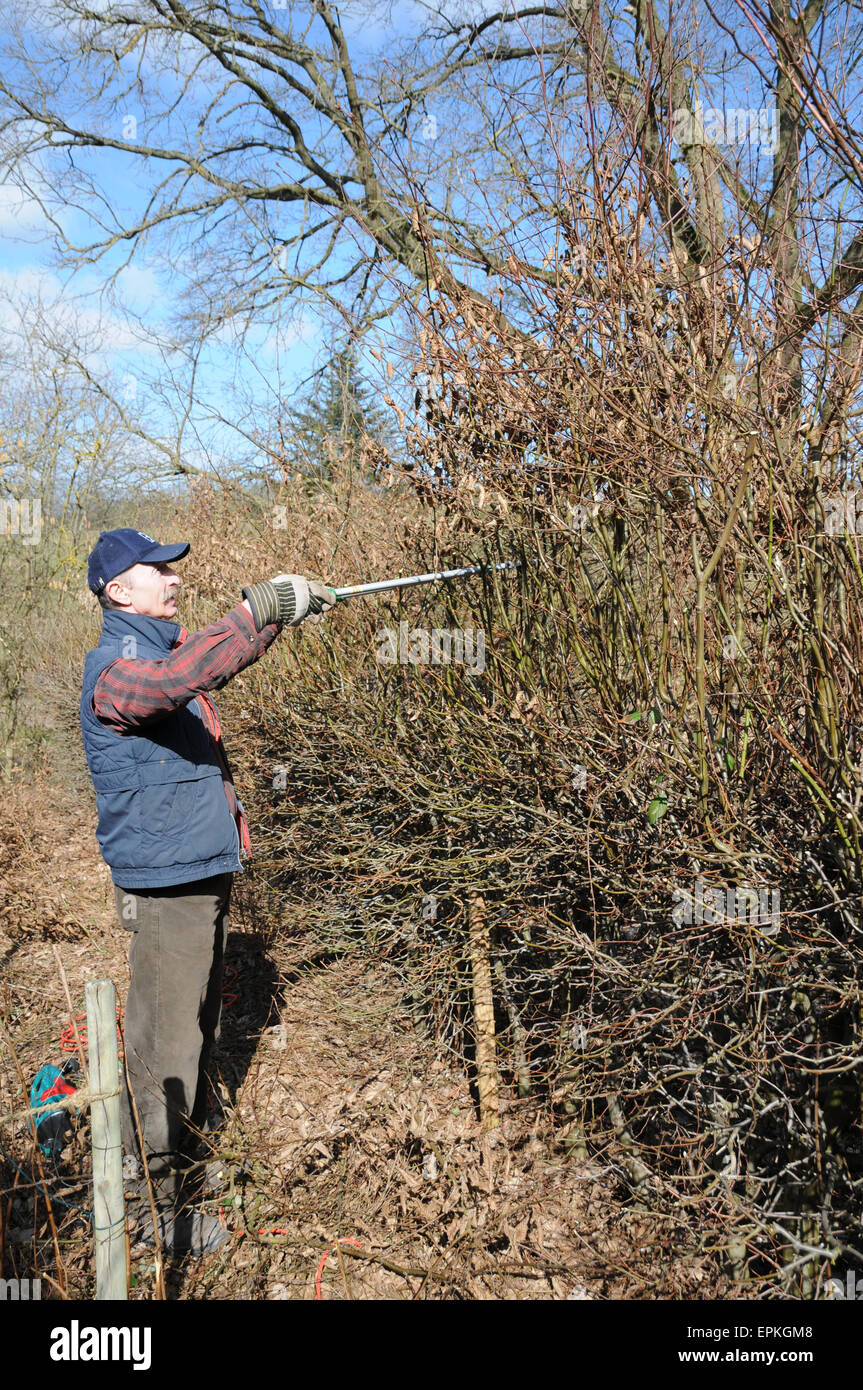 Hornbeam, hedge pruning Stock Photo