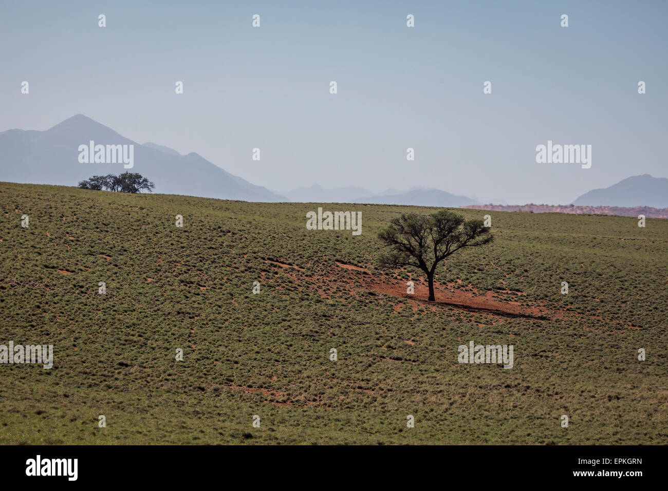 Acacia trees africa hi-res stock photography and images - Alamy