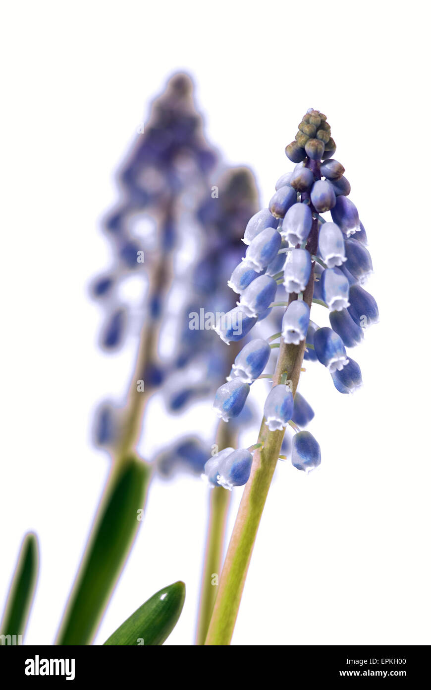 Starch Grape Hyacinth (Muscari neglectum) blossoms, macro shot Stock Photo