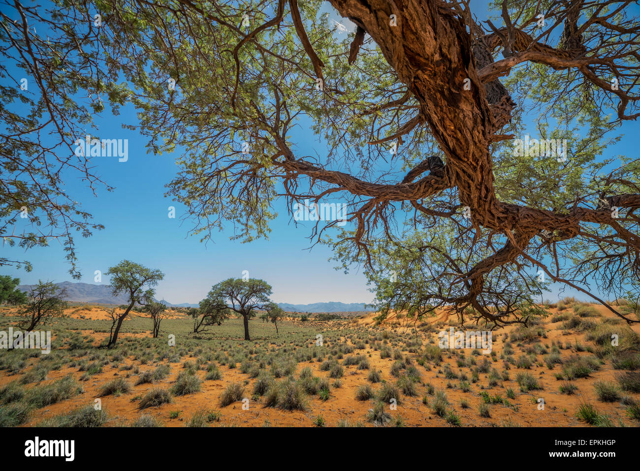 Trees, Okonjima, Namibia, Africa Stock Photo Alamy
