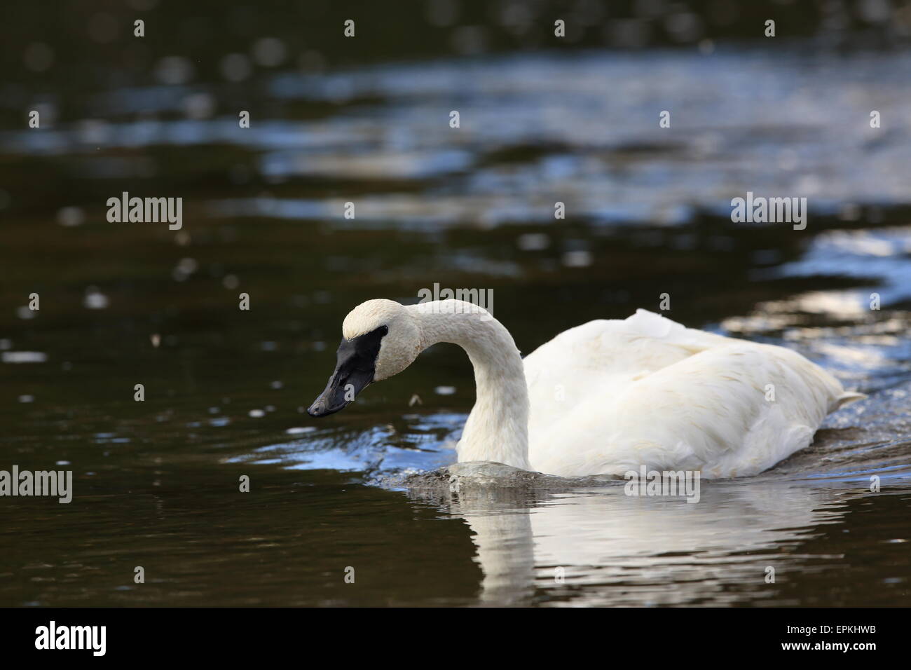 Trumpeter Swan Yellowstone Np Stock Photo - Alamy