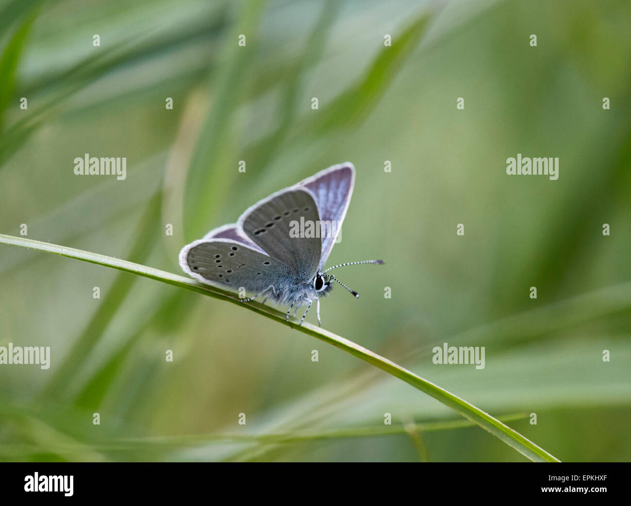 Small Blue resting on grass. Cotley Hill, Heytesbury, Wiltshire, England. Stock Photo