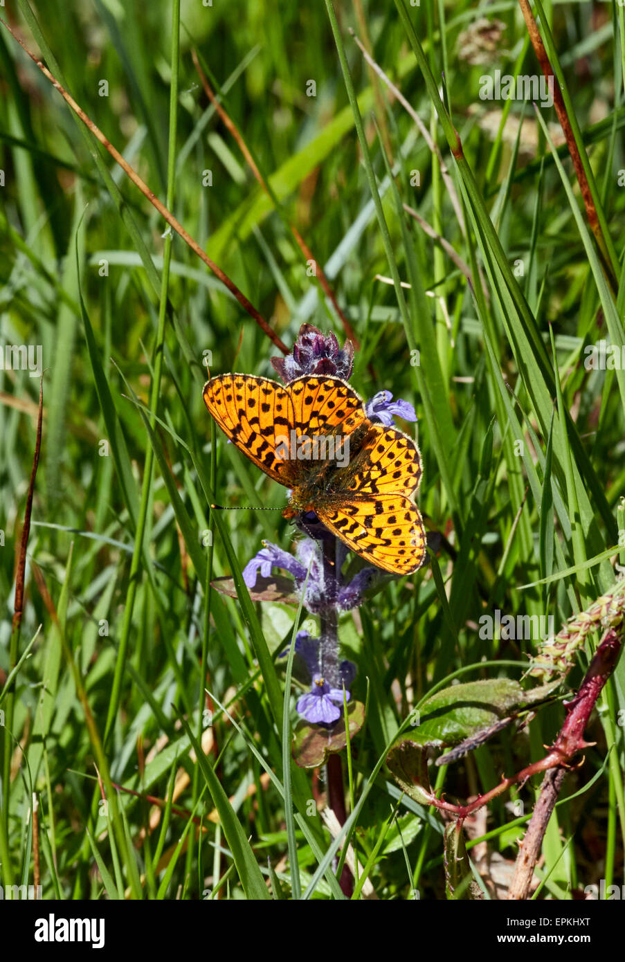 Bugle flowers hires stock photography and images Alamy