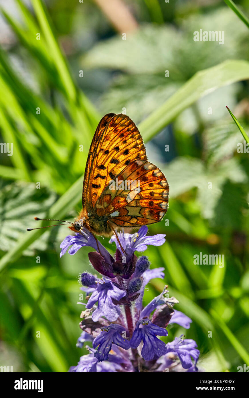 Bugle flowers hires stock photography and images Alamy