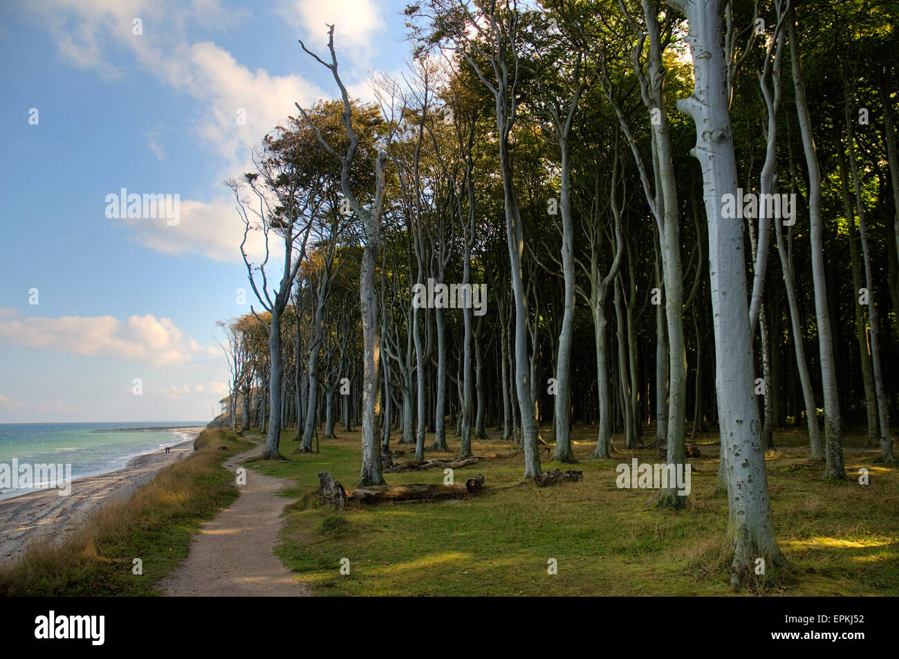 Beech forest, mind wood, ghost wood, at the baltic sea at nienhagen, Mecklenburg-Western Pomerania, germany, europe Stock Photo