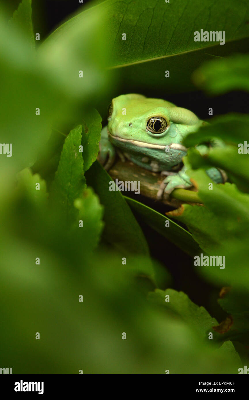 Waxy monkey frog(phyllomedusa sauvagii) Stock Photo
