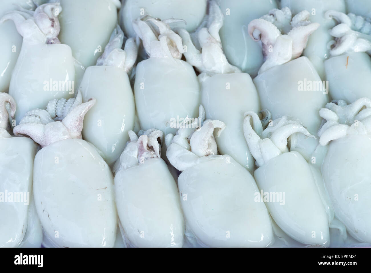 Inkfish hi-res stock photography and images - Alamy