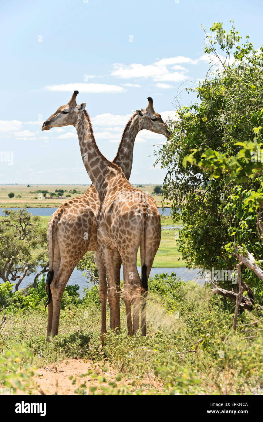 Giraffes in chobe park hi-res stock photography and images - Alamy