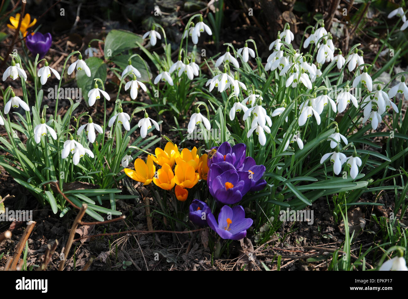 Snowdrop and crocus galanthus hires stock photography and images Alamy