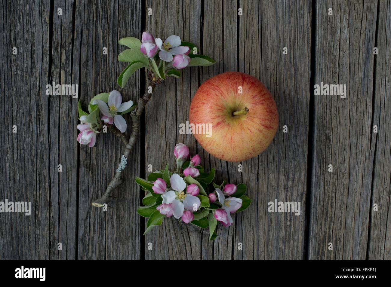 Gala apple tree hires stock photography and images Alamy
