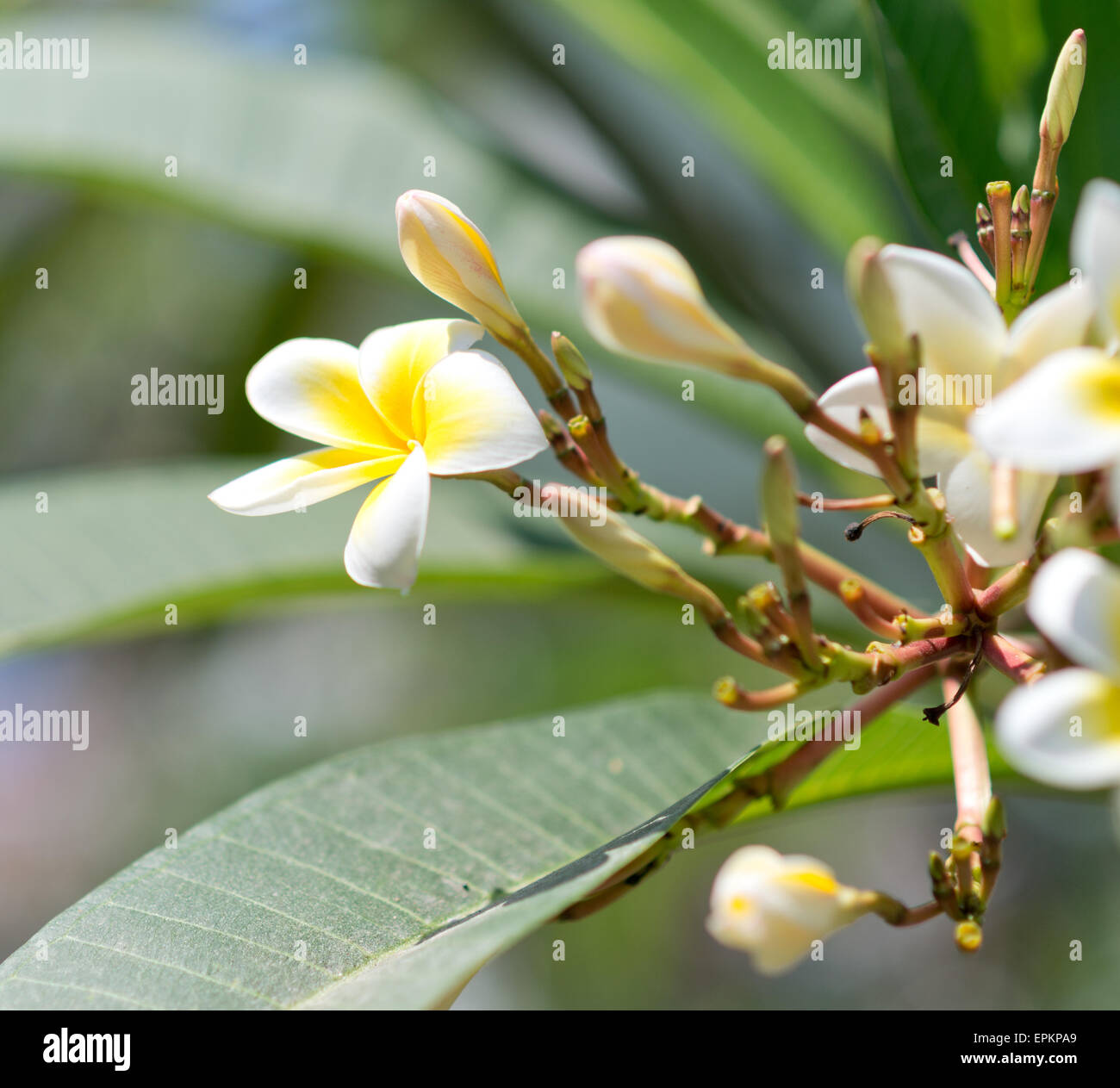 Indian welcome flowers hi-res stock photography and images - Alamy