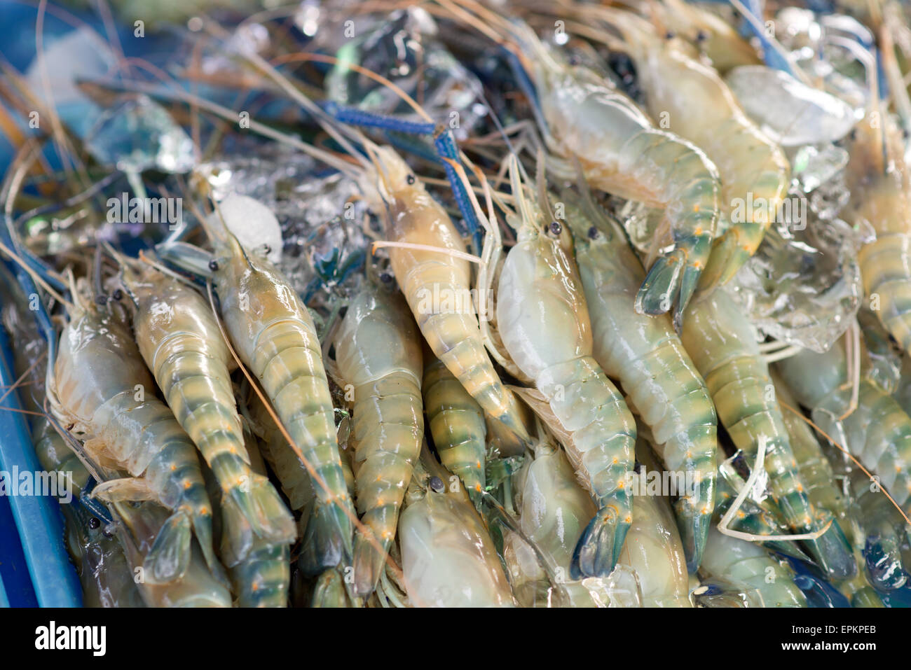 raw shrimps Stock Photo