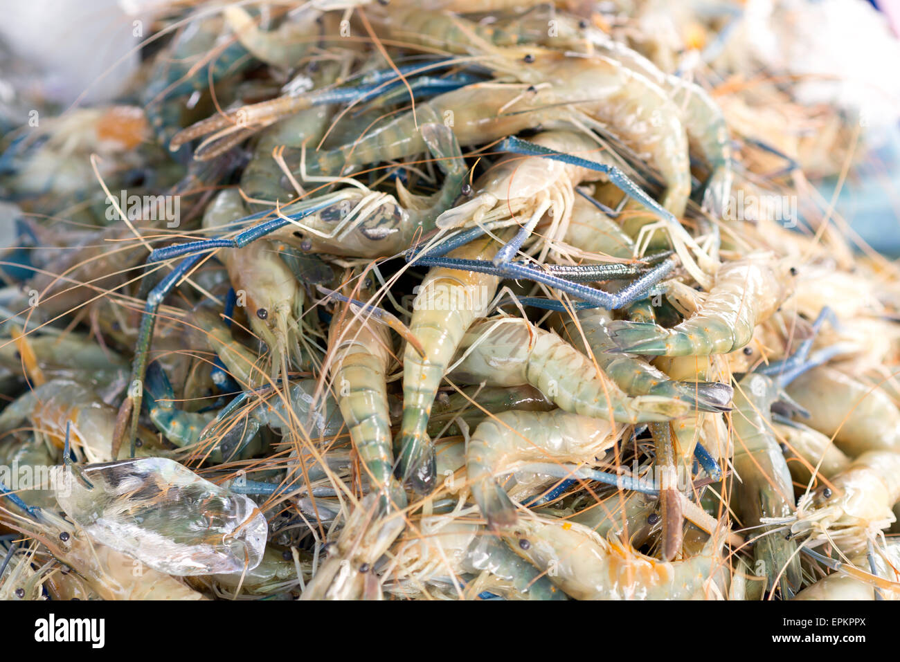 fresh shrimps Stock Photo
