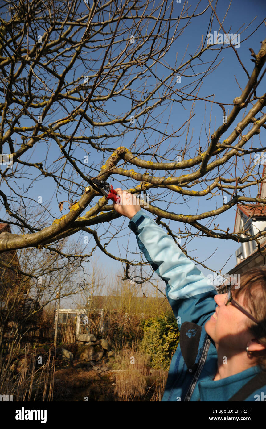 Apple tree pruning Stock Photo Alamy