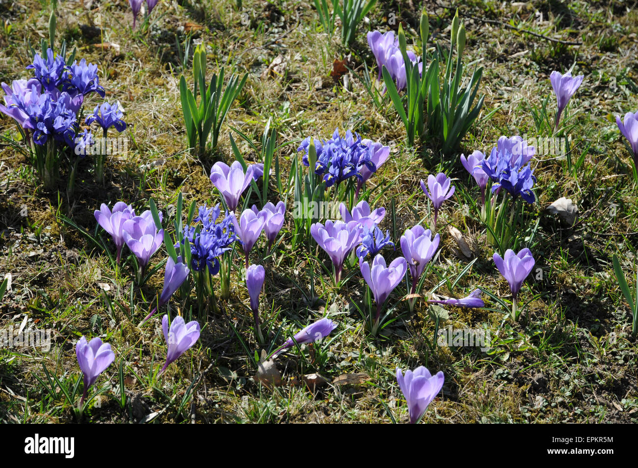 Dwarf iris and crocus Stock Photo