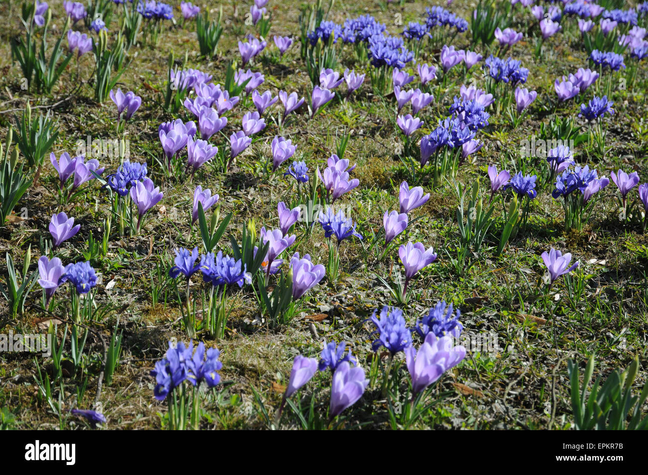 Dwarf iris and crocus Stock Photo