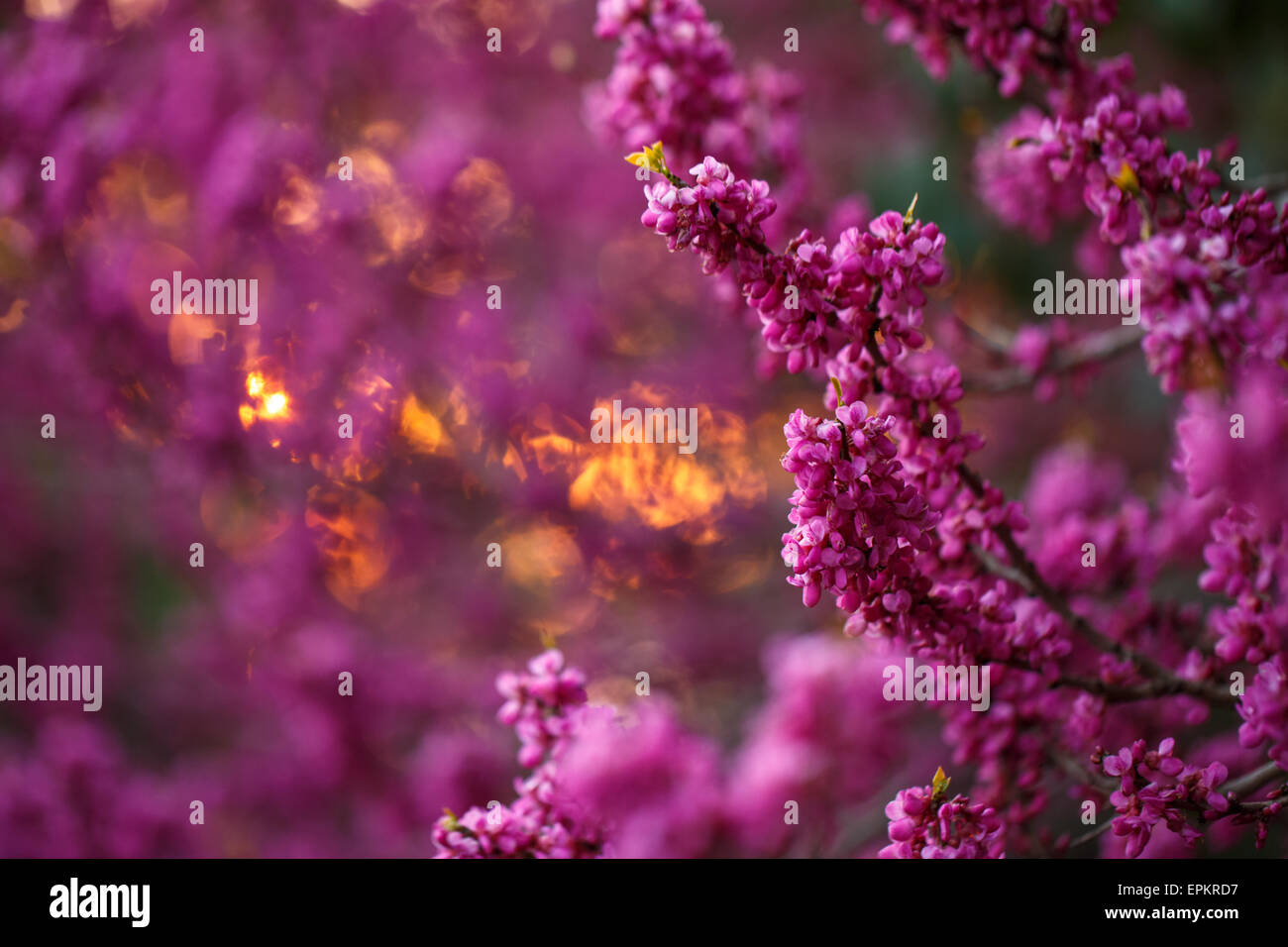 Beautiful sunset pink flowers hi-res stock photography and images - Alamy