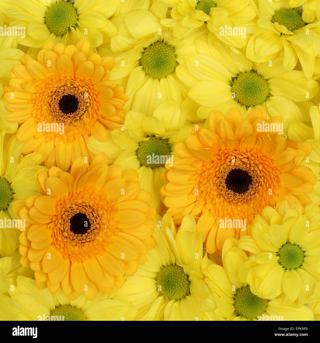 Gelbe chrysantheme hi-res stock photography and images - Alamy