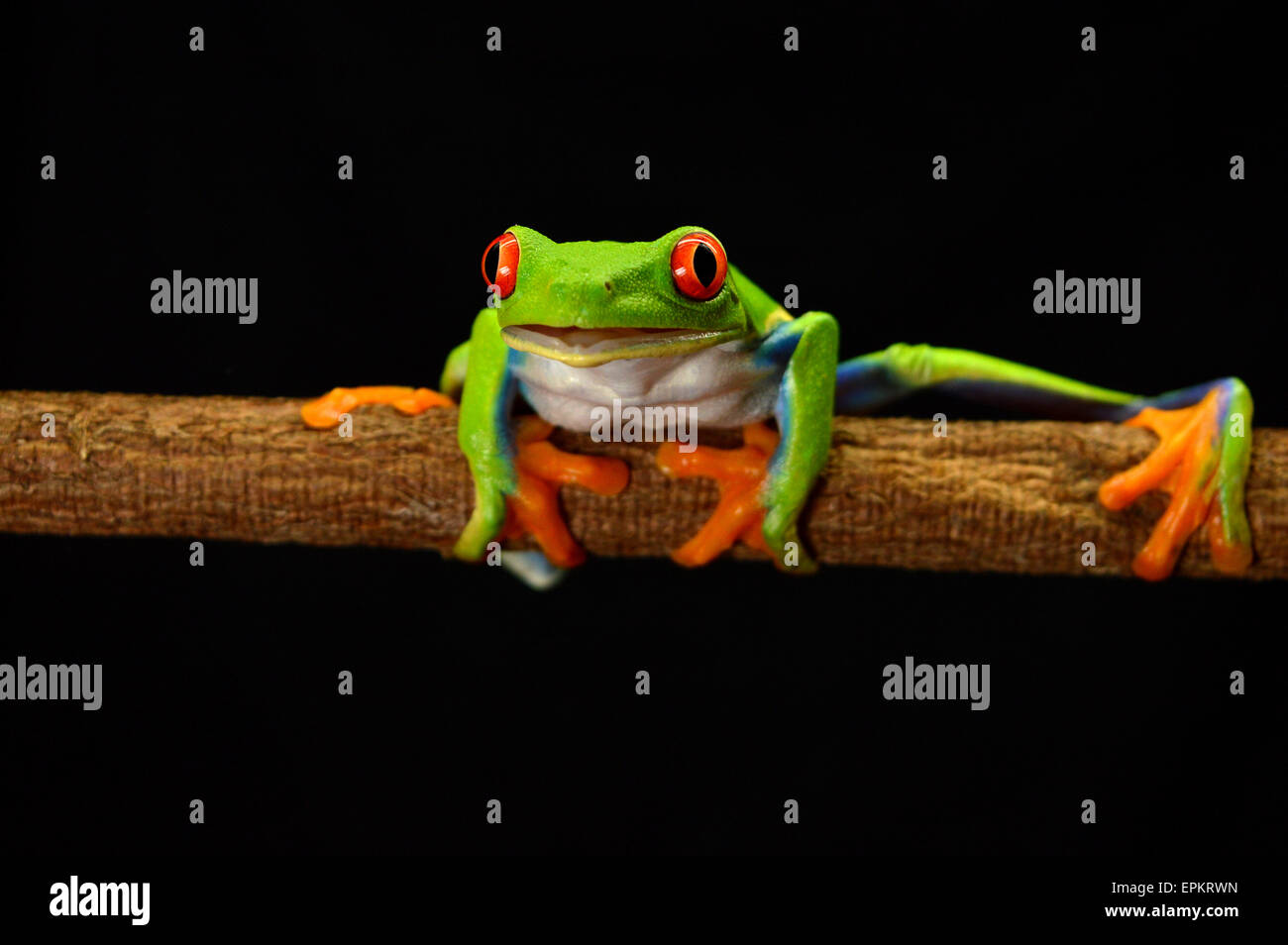 red eye frog Stock Photo