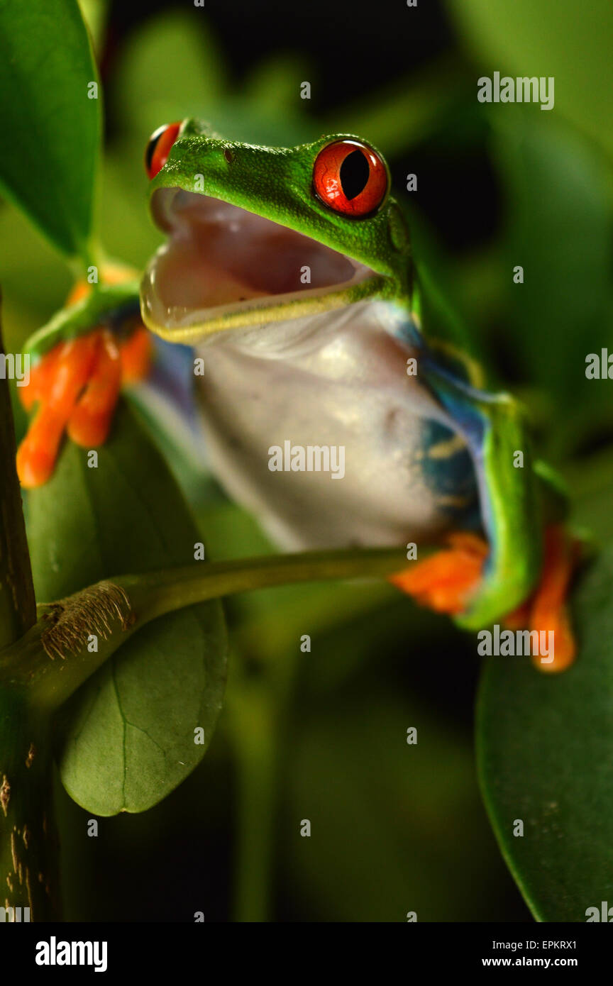 red eye frog Stock Photo - Alamy