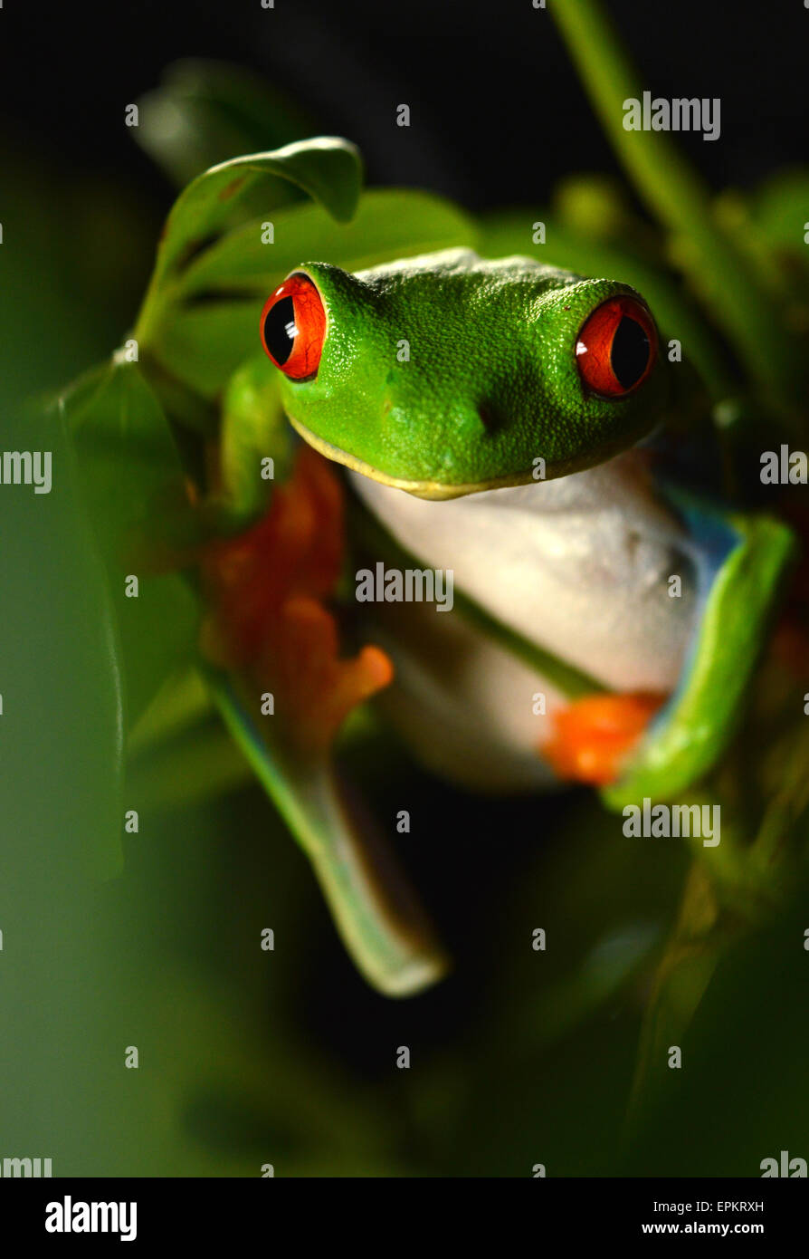 red eye frog Stock Photo
