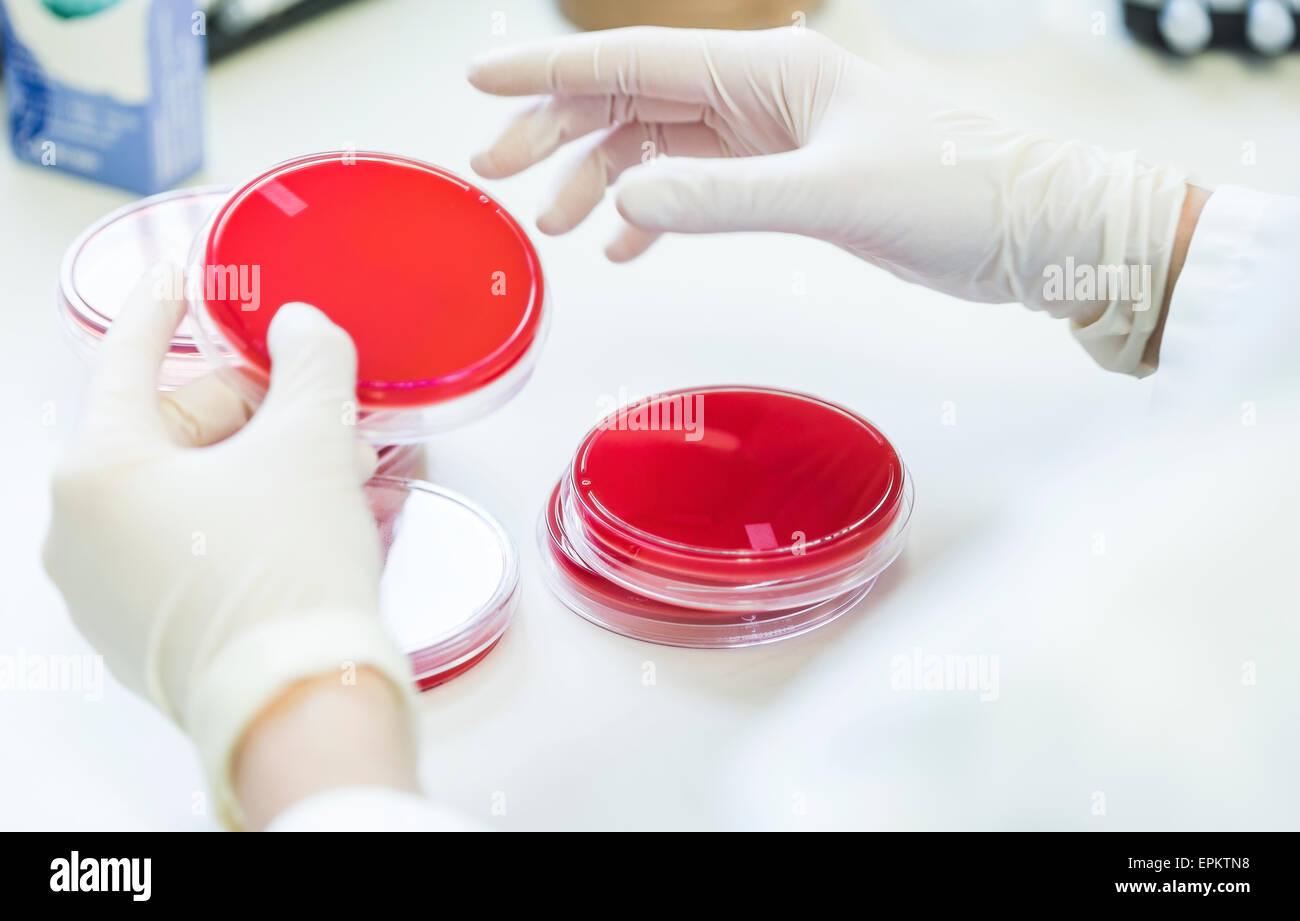 Close-up of lab technician working with agar plates Stock Photo