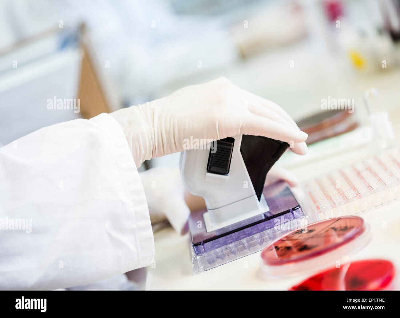 Close-up of lab technician working with agar plates and samples Stock Photo