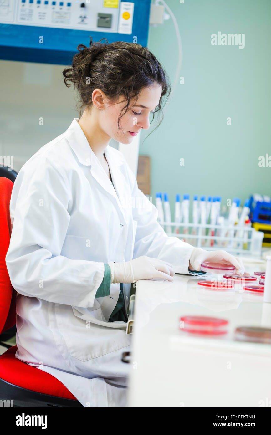 Young lab technician working with agar plates Stock Photo