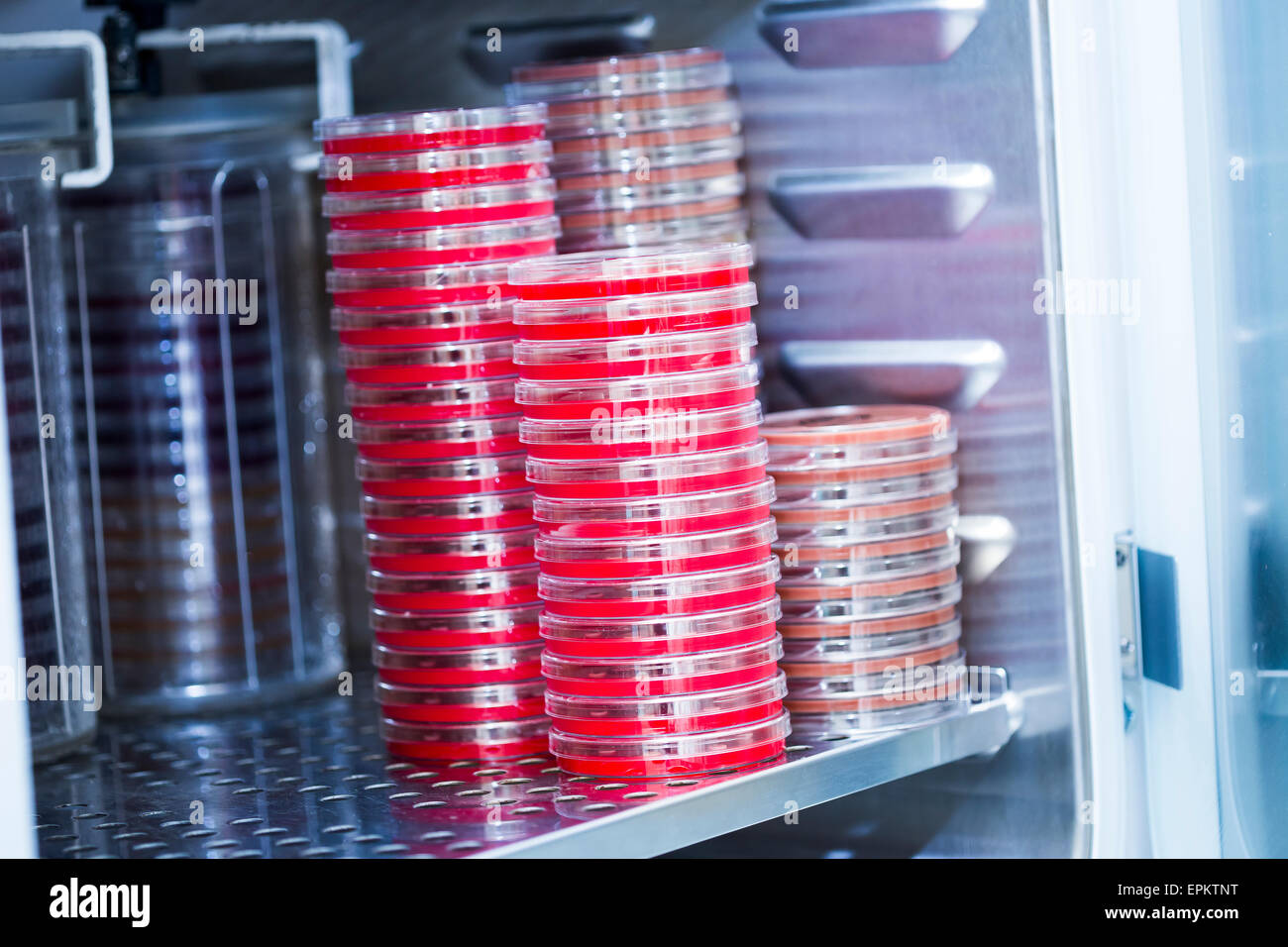 Agar plates in incubator Stock Photo Alamy