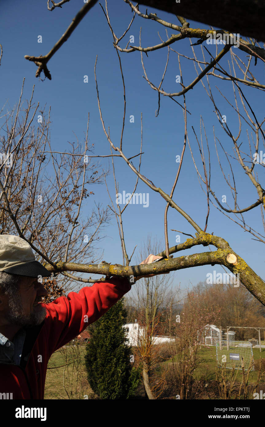 Apple tree pruning Stock Photo Alamy