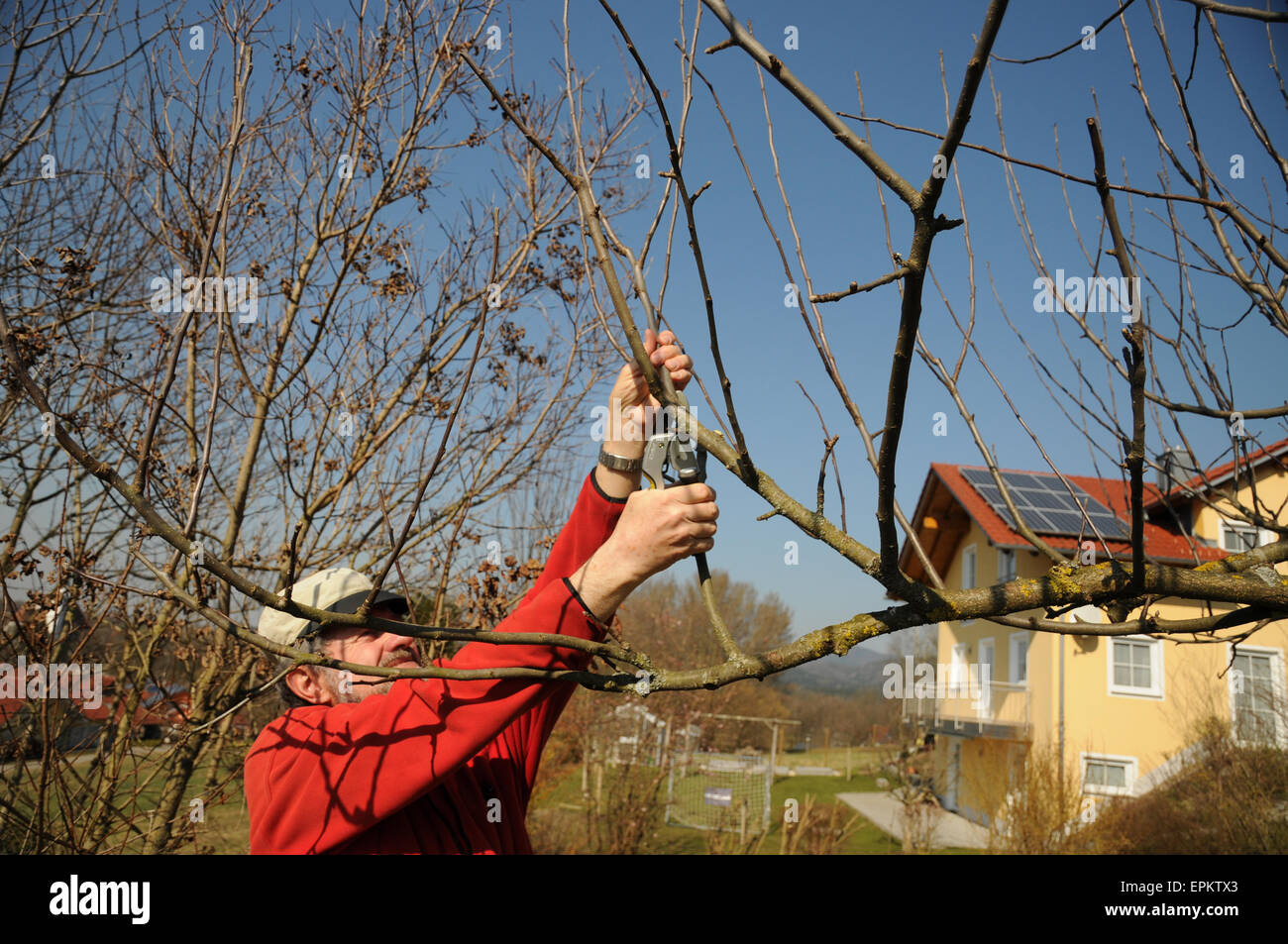Apfelbaum Schneiden Stock Photos Apfelbaum Schneiden Stock