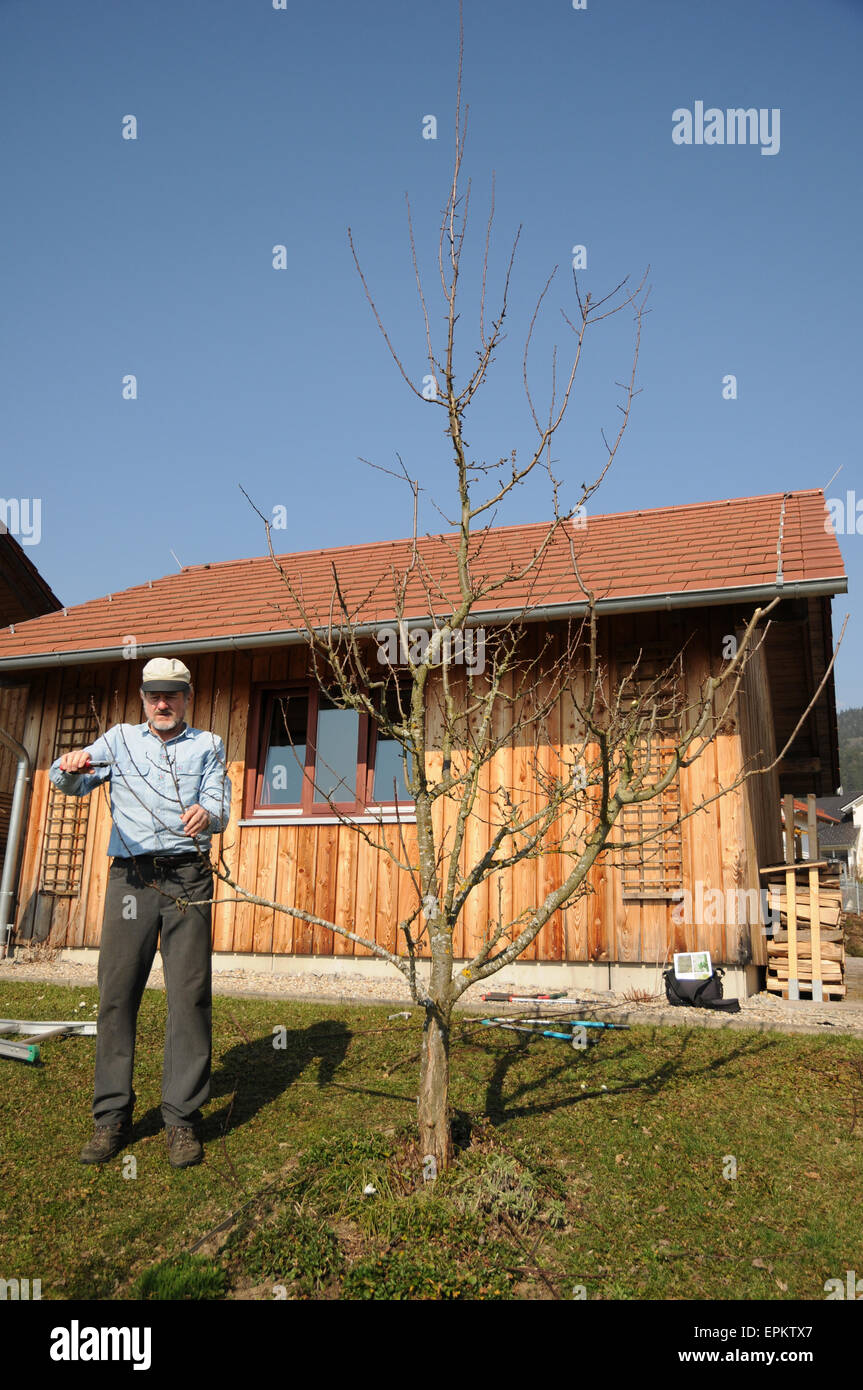 Fruit tree pruning hi-res stock photography and images - Alamy