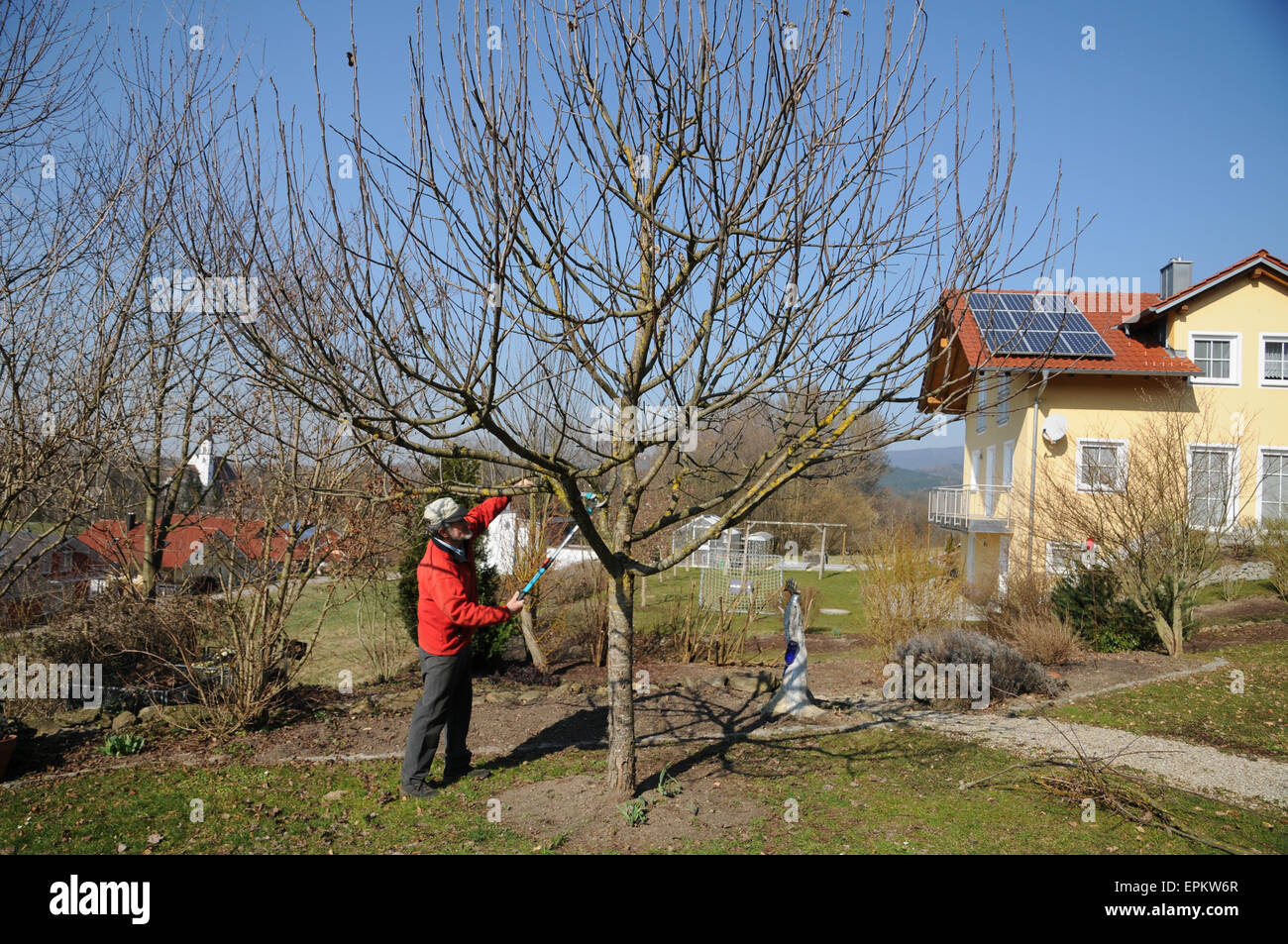 Apple tree pruning hi-res stock photography and images - Alamy