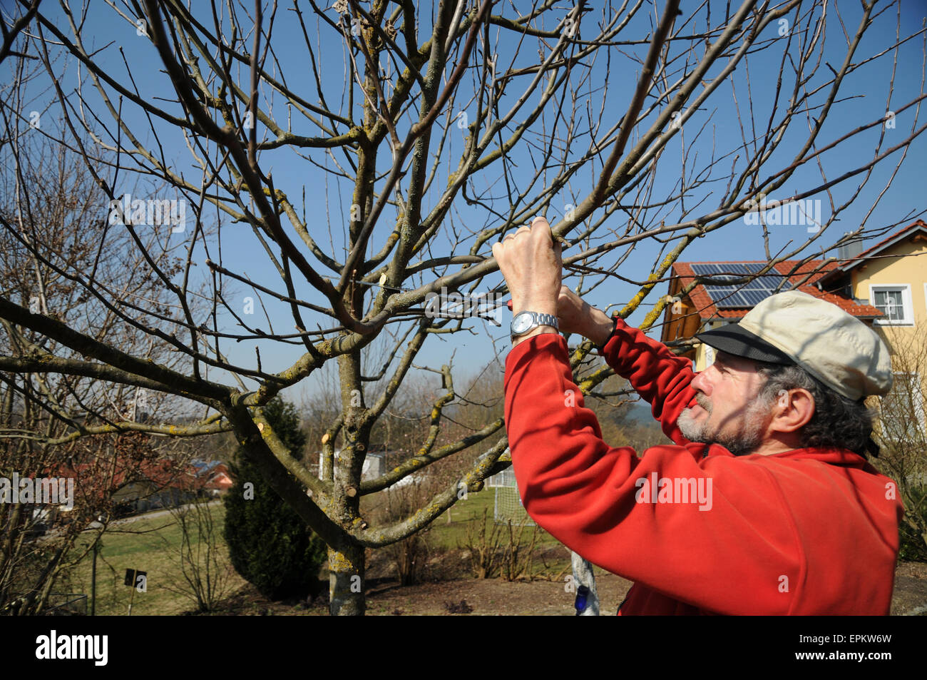 Apple tree pruning Stock Photo Alamy