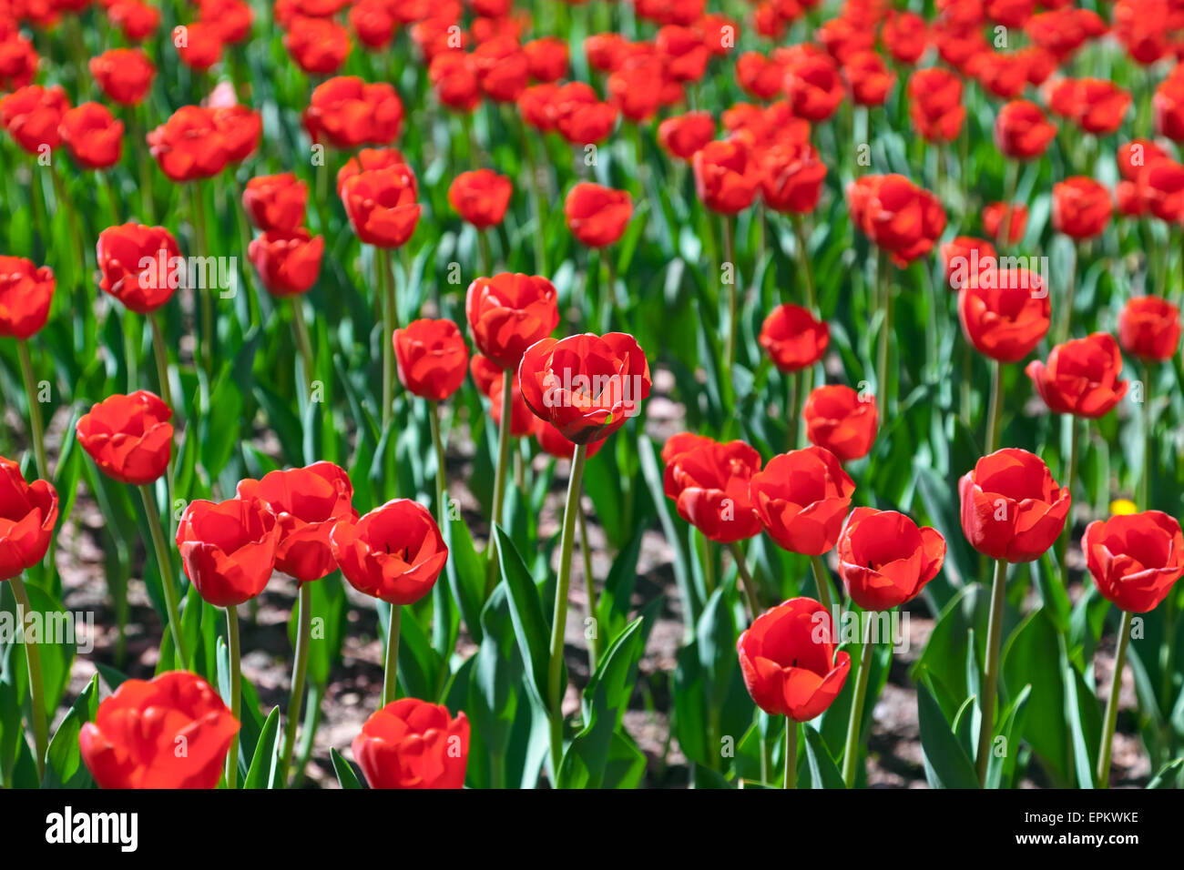 Flowers - nature background Stock Photo - Alamy