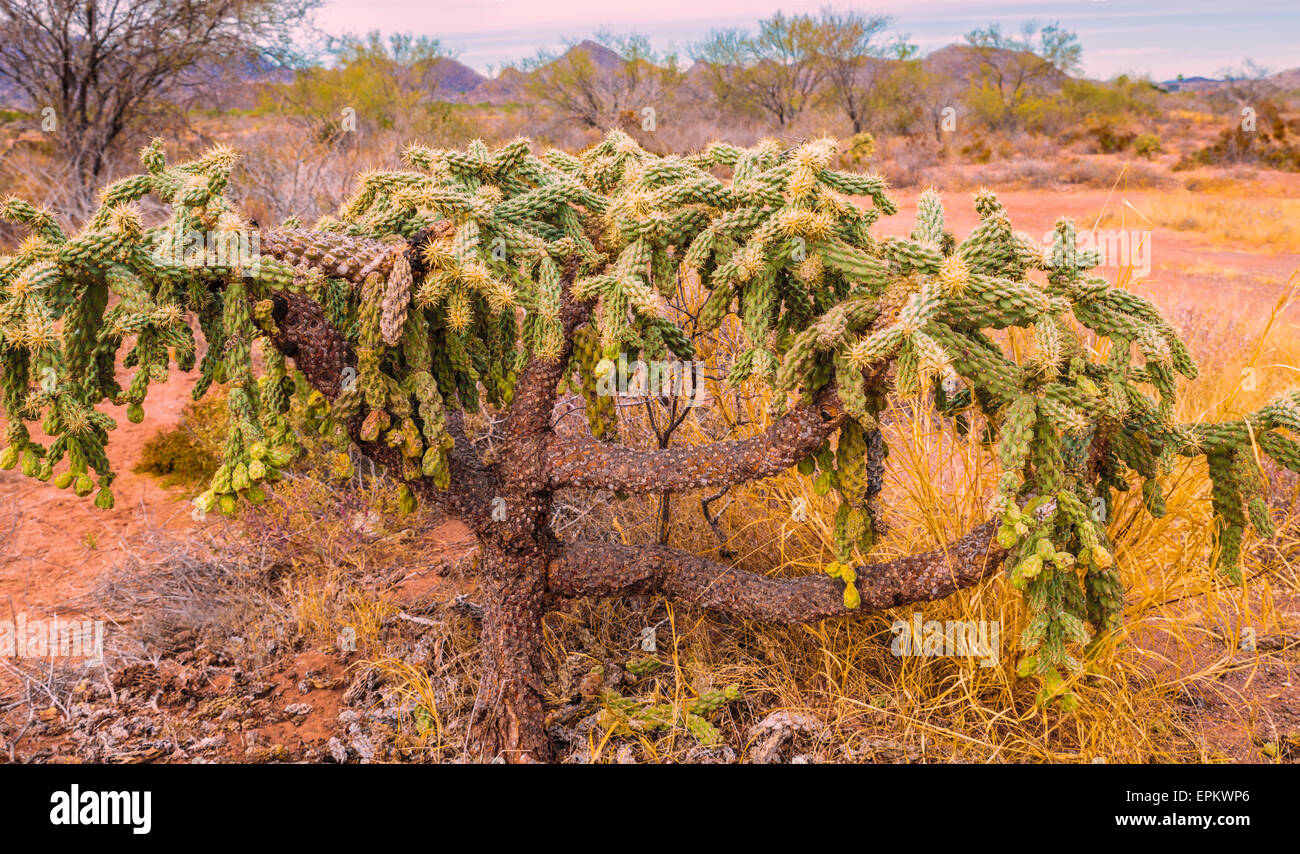 Low-growing cholla cactus native to the Sonora desert in North America Stock Photo